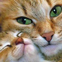 pamer-siksa-dan-bunuh-kucing-pria-ini-dihujat-dan-ditindak-perusahaannya