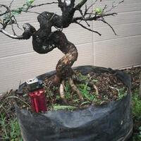 bonsai-kaskus-reborn--forum-sharing--diskusi-seputar-seni-bonsai-indonesia