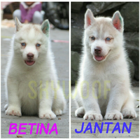 new-siberian-husky-lovers---read-page-1-for-update---part-2