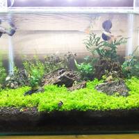 aquascape-for-everyone-learning-and-sharing---part-2