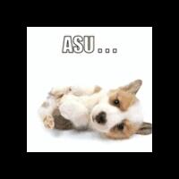 asal-usul-kata-jhancuk-jhancok