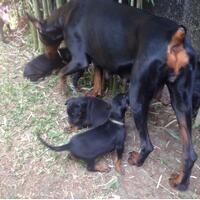 dobermann-lovers