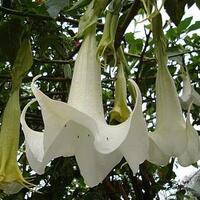 buang-tumbuhan-ini-kalo-ente-sayang-ane