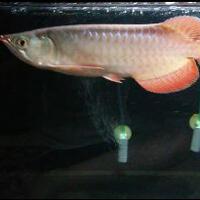 arowana--new-thread----part-1