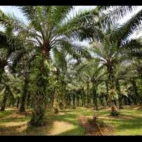 kelapa-sawit-antara-keuntungan-dan-kesengsaraan-serta-rusaknya-lingkungan