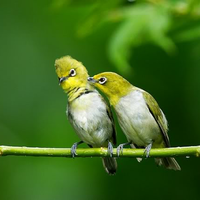 9829982996169616-burung-kaca-mata96169616-98299829