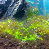 aquascape-for-everyone-learning-and-sharing---part-2