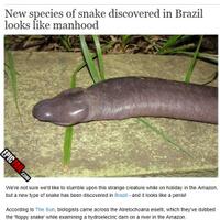 atretochoana-eiselti-hewan-asli-brazil-yang-mirip-otong