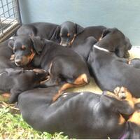 dobermann-lovers