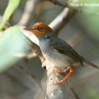 mengenal-keluarga-ciblek--prinia-diindonesia