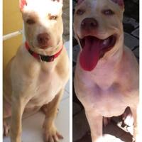 the-american-pitbull-lover039s---part-5