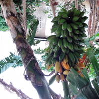 segala-macam-hal-tentang-pisang