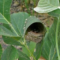 mengenal-keluarga-ciblek--prinia-diindonesia