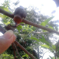 mengenal-keluarga-ciblek--prinia-diindonesia