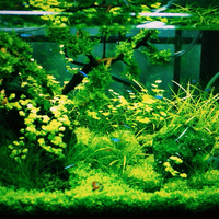 aquascape-for-everyone-learning-and-sharing---part-2