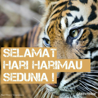 bukan-hanya-jerat-dan-peluru-yang-bisa-membuat-harimau-punah