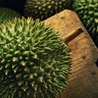 sekilas-durian-king-of-fruit-dari-south-east-asian
