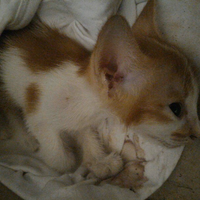 kucing-lokal-domestik-kampung---part-1