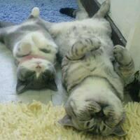 foto-lucu-induk-dan-anak-kucing