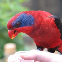 sy-dari-hong-kongdi-pasar-burung-pramuka-beli-burung-bohong-harga