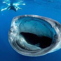 agan-takut-lihat-foto-foto-ini-kemungkinan-agan-terkena-thalassofobia