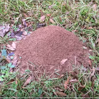 cara-membasmi-semut-yang-keren-pic--video-yang-kesel-sama-semut-masuk-gan