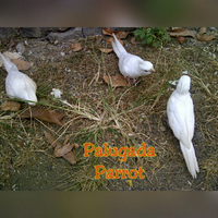 8776877698299829-penggemar-cockatiel---falck---parkit-australi-9829982987768776