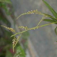 pecinta-anggrek-specieskangen-bgt-nih