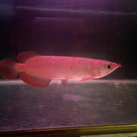 arowana--new-thread----part-1