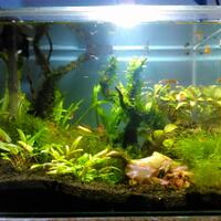 aquascape-for-everyone-learning-and-sharing---part-2