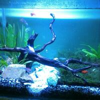 aquascape-for-everyone-learning-and-sharing---part-2