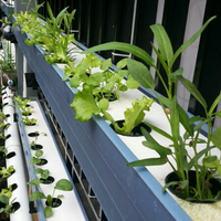 new-all-about-hidroponik