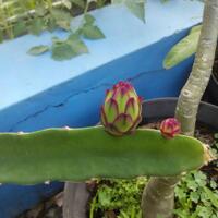 share-budidaya-buah-naga