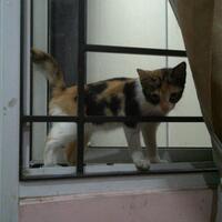terima-hibah-anak-kucing