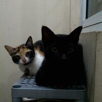 terima-hibah-anak-kucing