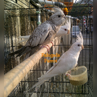 8776877698299829-penggemar-cockatiel---falck---parkit-australi-9829982987768776