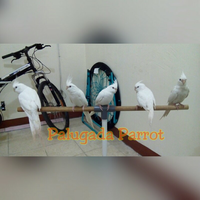 8776877698299829-penggemar-cockatiel---falck---parkit-australi-9829982987768776