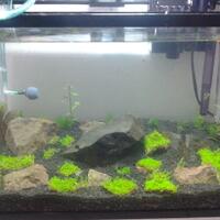 aquascape-for-everyone-learning-and-sharing---part-2