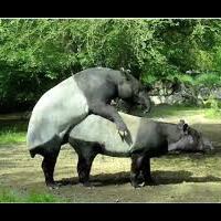 tersangka-pengebom-bangkok-cumi-fiuhhhhh