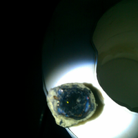 bob-black-opal-banten-atau-kalimaya-nyok-bobers