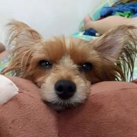 yorkshire-yang-keburu-dimanjakan-masi-bisa-dididik-kah