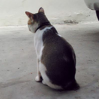 cat-lovers-kaskus-read-page-1-first---part-4