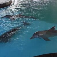 petisi-untuk-bebaskan-4-lumba-lumba-liar-di-kolam-resor-wake-bali-dolphins
