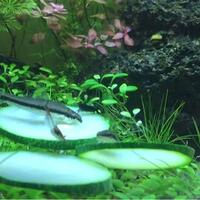 aquascape-for-everyone-learning-and-sharing---part-2