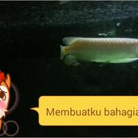 arowana--new-thread----part-1