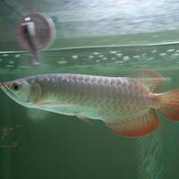 arowana--new-thread----part-1