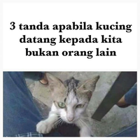 3-sebab-kucing-datang-kepada-kita