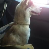 new-siberian-husky-lovers---read-page-1-for-update---part-2