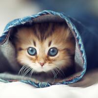 dengan-6-alasan-ini-agan-nggak-perlu-lagi-mikir-dua-kali-buat-memelihara-kucing