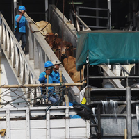 waduuuh-2350-sapi-impor-asal-australia-tiba-di-jakarta